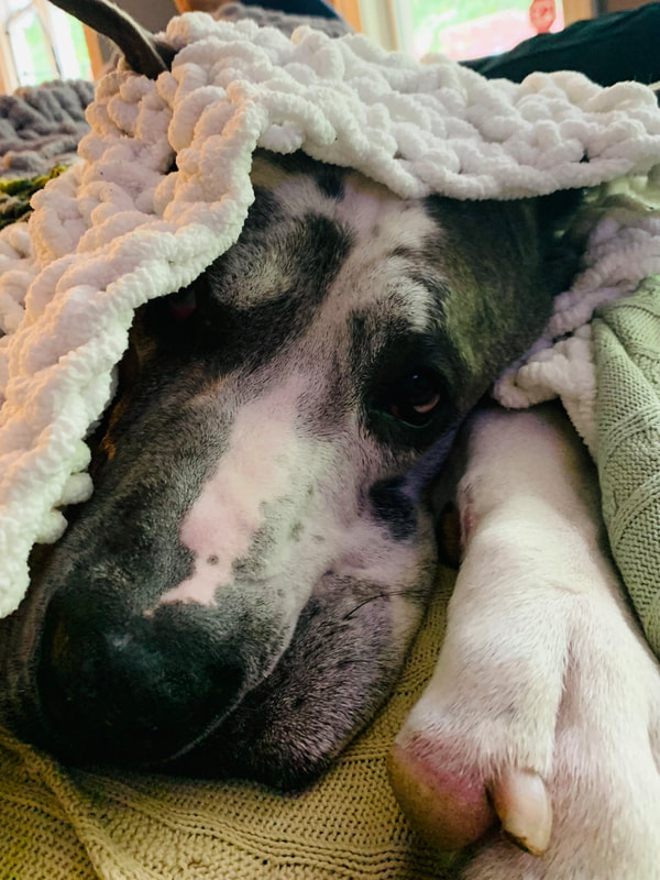 Picture of a Great Dane's face laying on a couch with a blanket over his head, an ear sticking out, and his paw in the foreground